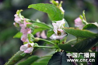 如何正确种植唐菖蒲球茎，确保其健康生长和开花