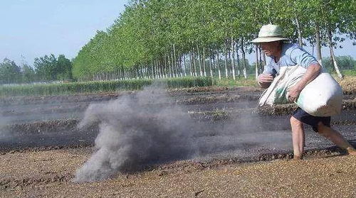 种子发芽的小秘密