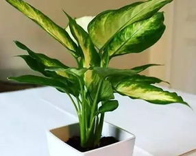 室内绿植光照不足怎么办？如何让植物在室内也能享受充足阳光
