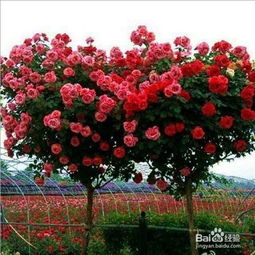 嫁接后还得注意点啥