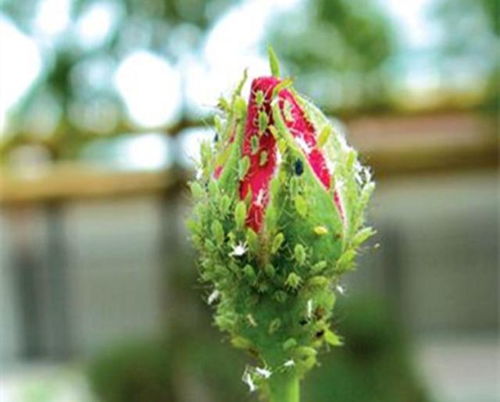 平安可靠，真的吗？