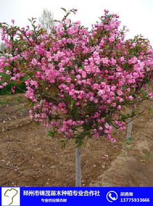 月销9棵， 销量不错