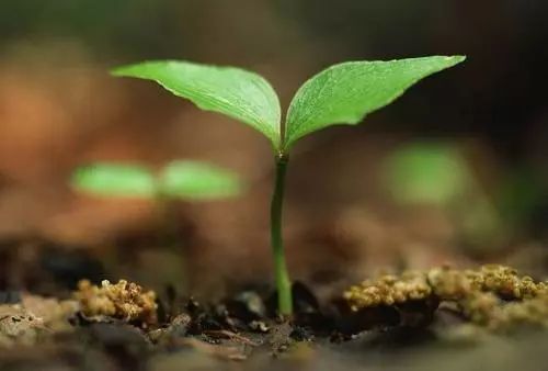 化肥使用，巧在搭配