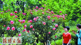 月季园在洛阳隋唐城遗址植物园里你问我在哪？