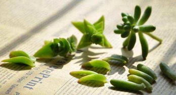 多肉植物的摆放技巧