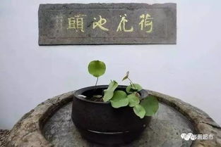 千年古莲的神秘复活