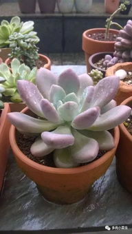 浇水频率与方法