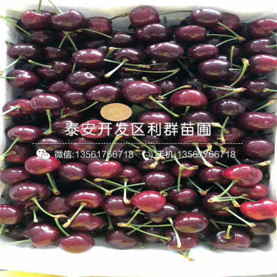 其他种子价格也来堪堪