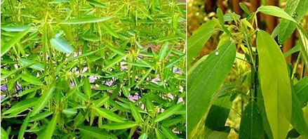 大叶植物的花朵