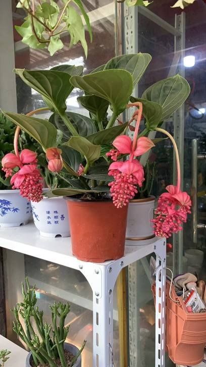 客厅摆什么花好？这几种花和植物招财聚财赶紧养起来