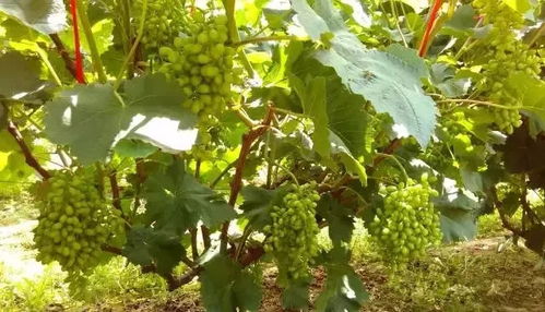 三、使用农药的注意事项