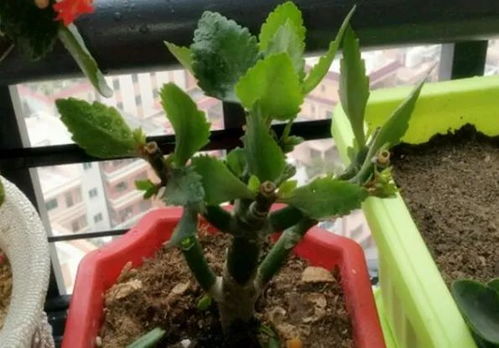 “爆款花卉种植攻略：轻松养出李子花！”