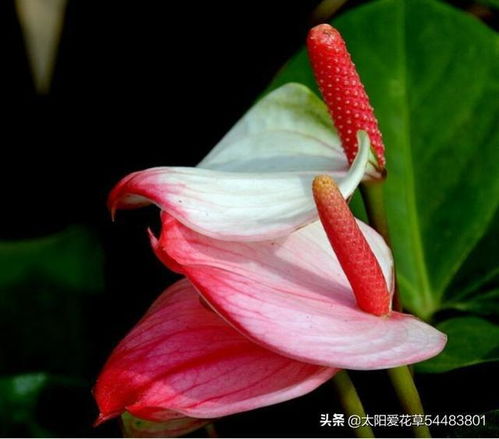 红掌如何养护使其叶子碧绿光亮，花朵持续绽放