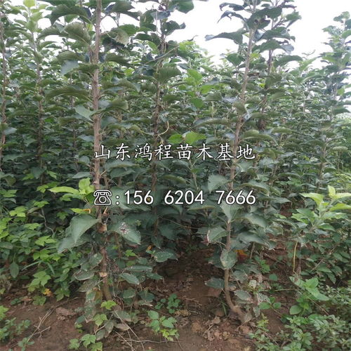 果园除草剂对果树的影响