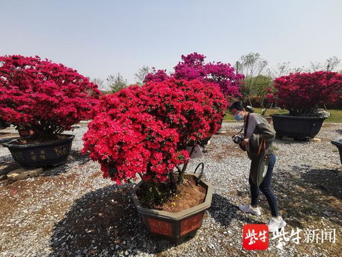 夏日爆款花卉种植：映山红下山桩，夏季栽植技巧全解析！