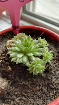 浇水与施肥小贴士