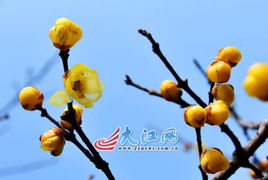 银杏花蕾的秘密