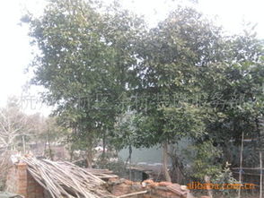 先来堪堪这些苗木的价格吧