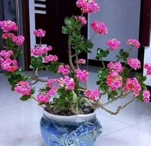 以长寿花的花语为主题，如何解读长寿花所蕴含的寓意和象征