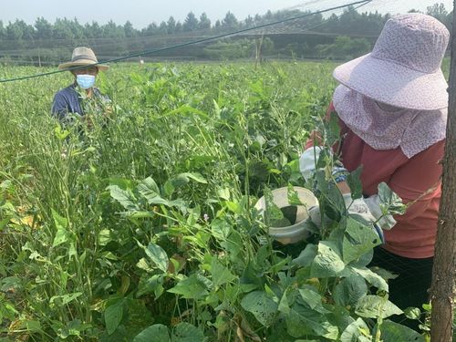 一次意外，村民养起千亩青虾