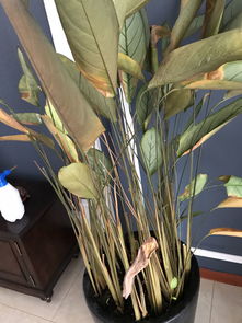 飞羽竹芋烂根了怎么办？根部腐烂后如何有效救治并恢复生长