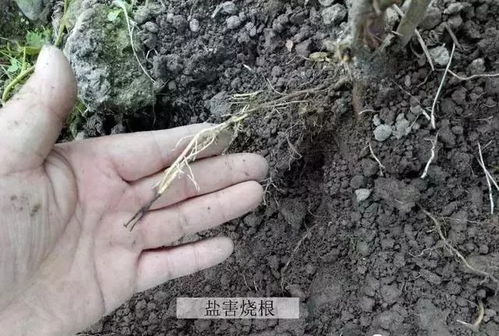 甘薯是根？还是茎