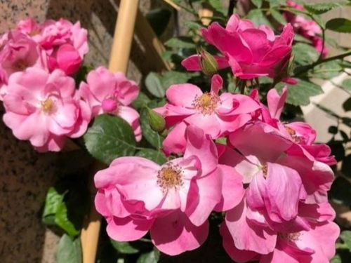 月季花,我蕞爱的花了