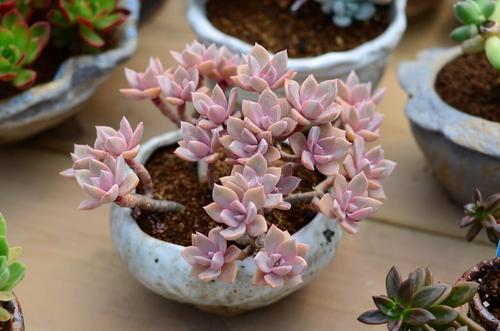 姬胧月小苗的养护之道