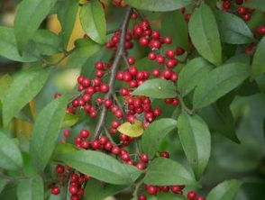 沙棘果与沙棘叶：长得一样吗？功效一样吗？