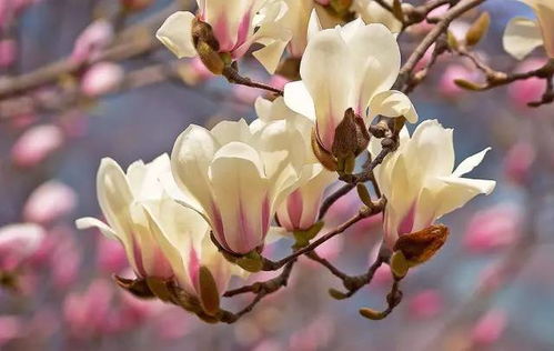 “玉兰：春日爆款花卉，花中珍品！”