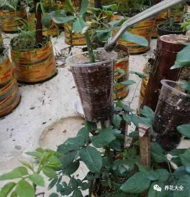 蓝石莲养护攻略：枯萎处理及枝剪技巧