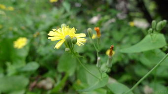 中山路边黄花品种， 繁花似锦的秘密花园