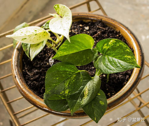 生命力超强的懒人植物？这几种你养过吗