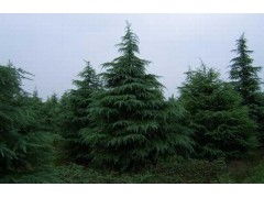 先说说3公分的小雪松