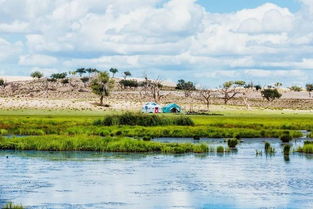 内陆沙滩种草总枯死？揭秘是不是主要原因是这5种沙地特种兵不适合种植