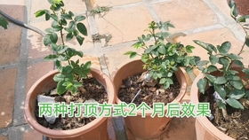 马萨德医生：优秀的月季品种