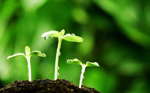 五个生活化技巧，让菜花苗从