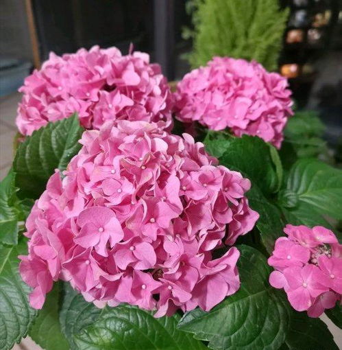 绣球花叶子臭的，这是为什么