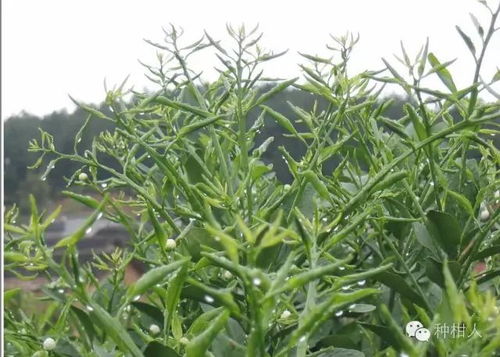 普通大豆种植时间