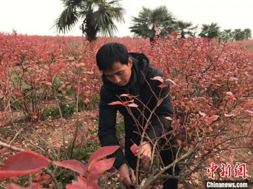 这个村特色种植业种出的幸福花，品质如何？