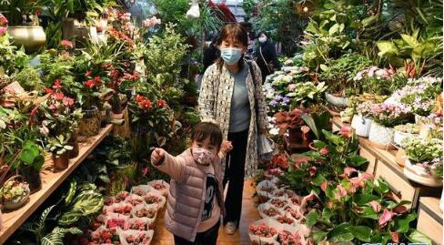 枯萎招财树，如何重焕生机