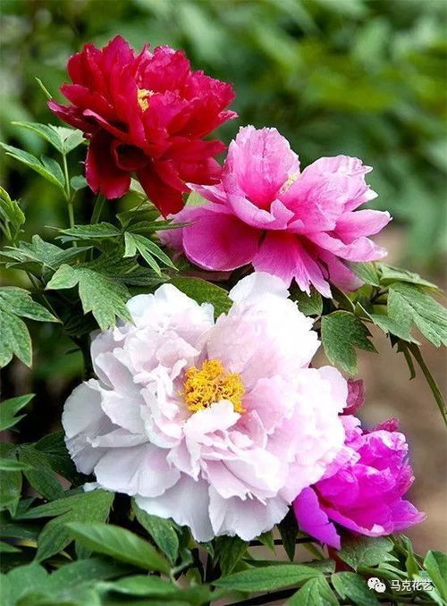“以富贵吉祥的花语传承万年，如何让我们的生活通过花艺设计充满幸福呢