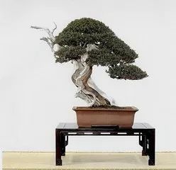 五针柏盆景，优雅形态