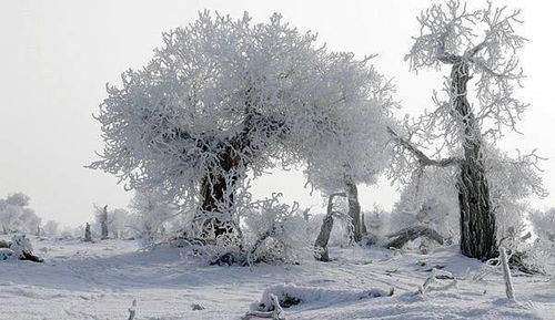 木棉花白如雪，这组照片惊艳了