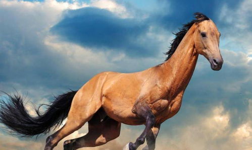 飞黄腾达的神骏飞驰之姿