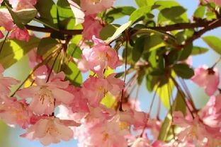 冬红海棠的样儿， 嘿，真是好堪极了！