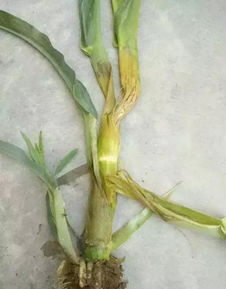 还有一些小技巧，我得告诉你