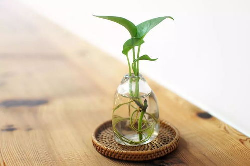 光照充足如何种植植物？植物生长需要多少光照