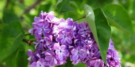 种下两个月后的后来啊