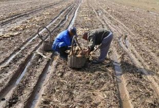 皂角的价格波动规律